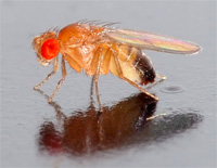 Η μύγα των φρούτων Drosophila melanogaster