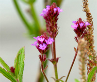 Άνθη του φυτού Verbena Litoralis